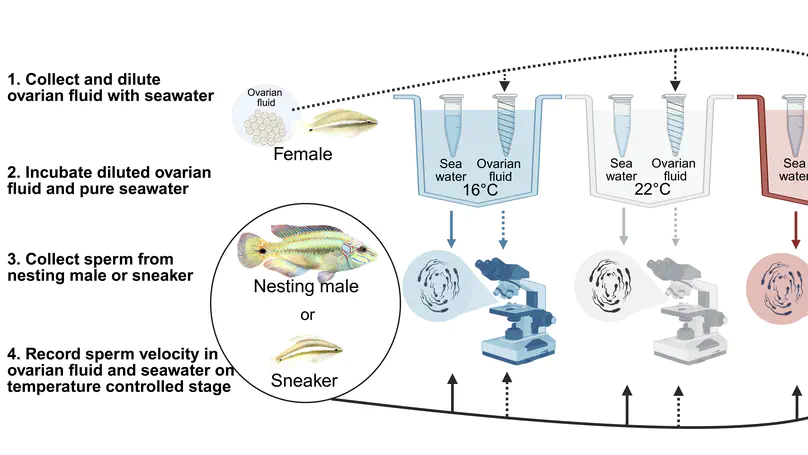 Sexual selection in a changing climate