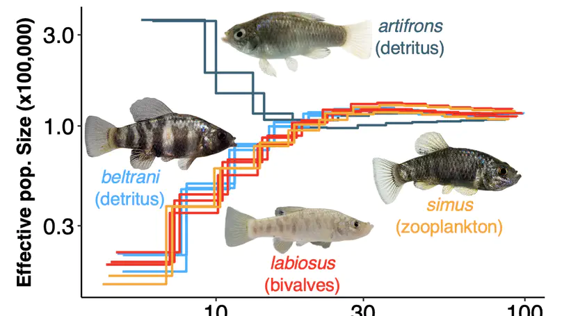 Speciation genomics of Yucatán pupfishes