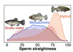 Rapid divergence in sperm morphology and transgressive segregation of hybrid sperm kinematics in a young pupfish radiation