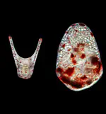 Microbes as manipulators of egg size and developmental evolution