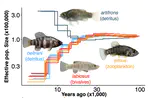 Parallel and non-parallel features of adaptive radiation in Yucatán pupfishes